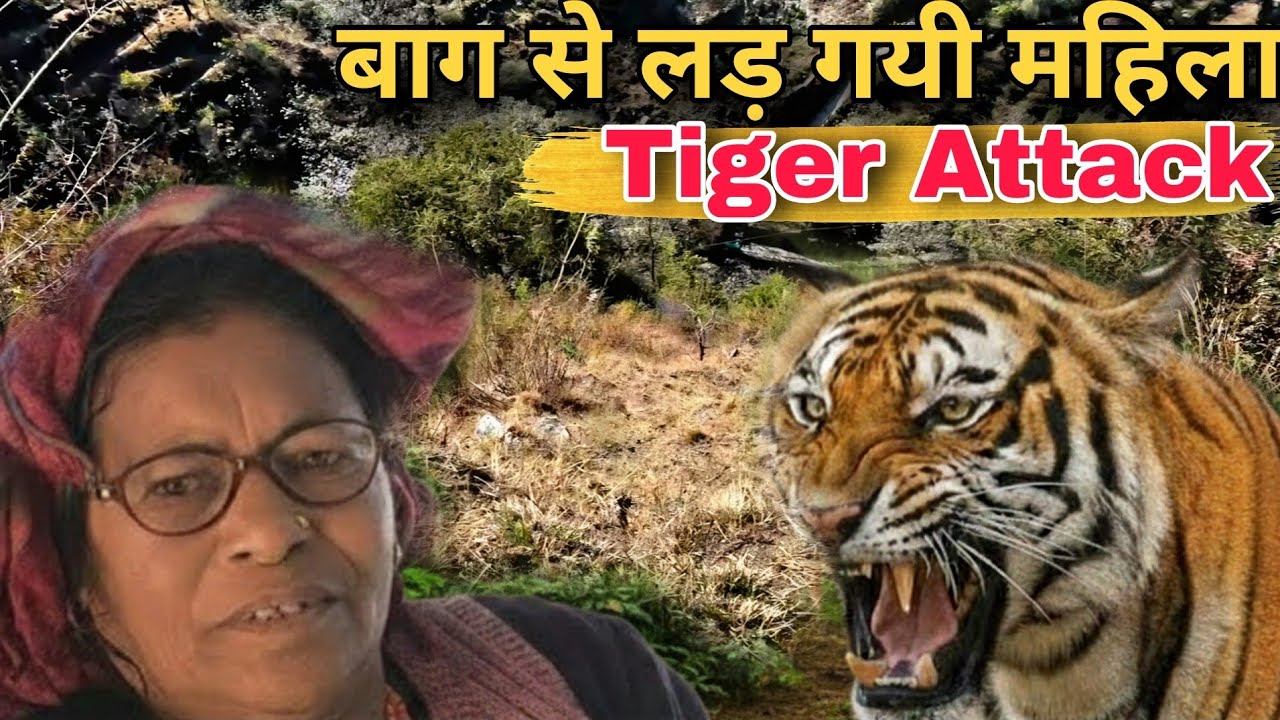 Tiger Atteck Woman in Jungle || बाग से लड़ कर बचा ली बकरियां😱  #tigerattack 