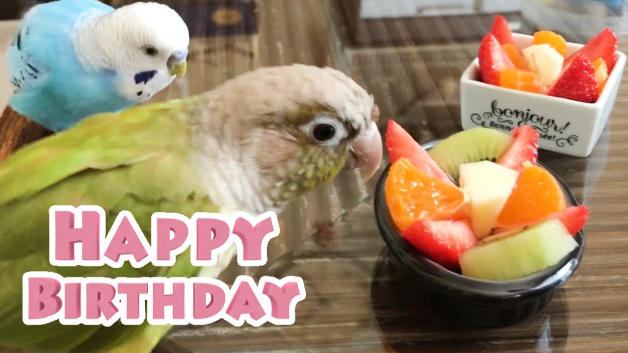 インコ１才の誕生会　ウロコインコ・ごま