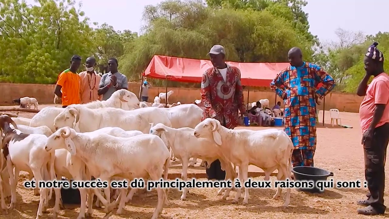Vente Promotionnelle de Petits Ruminants 