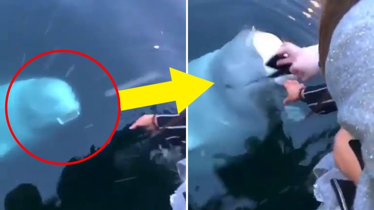 Woman Drops Phone In Water&mdash; Then White Whale Returns It
