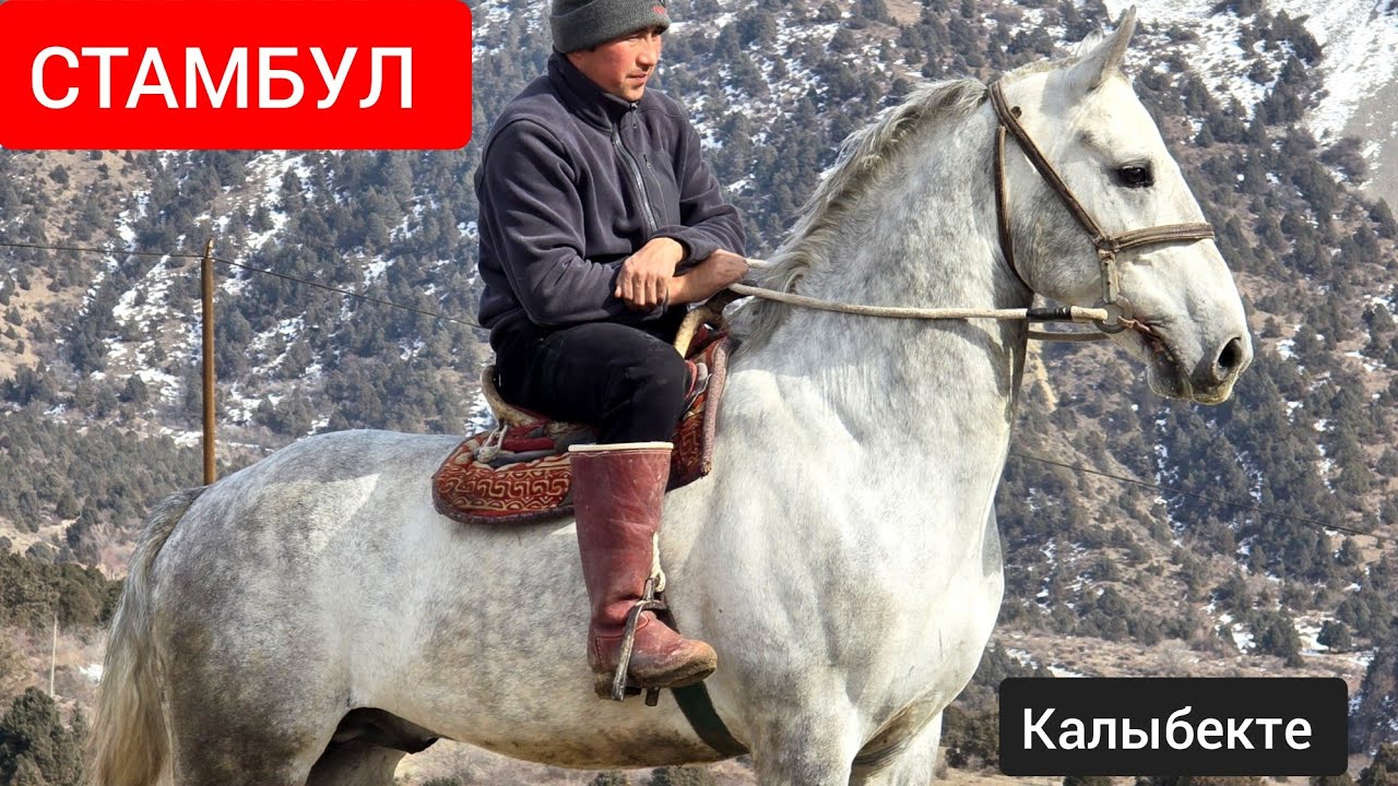 СТАМБУЛ   Калыбекте  Лаглан айылы Күлүк Ат Чыкты 