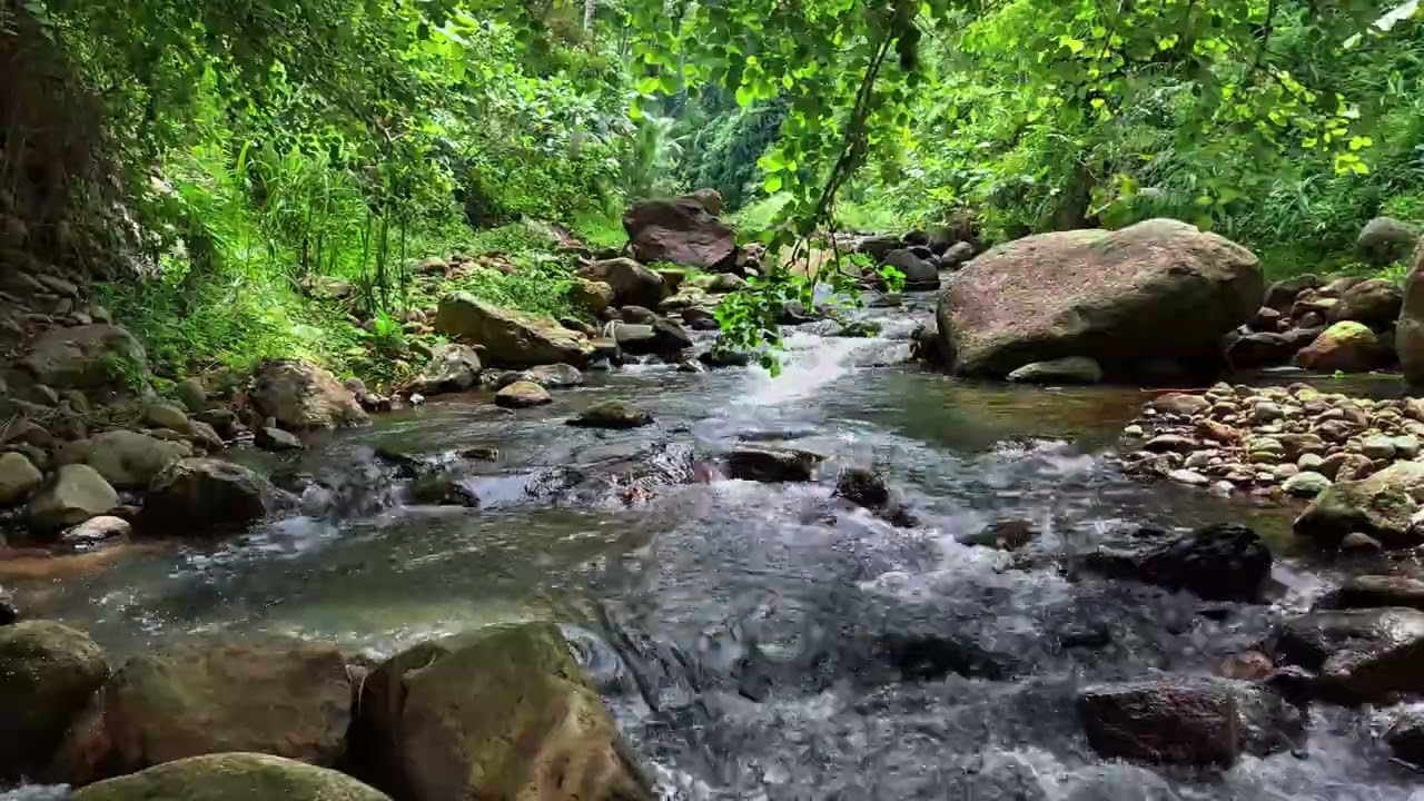 Calming River Flow Through Green Forest to Help You Relax, Focus and Sleep Better