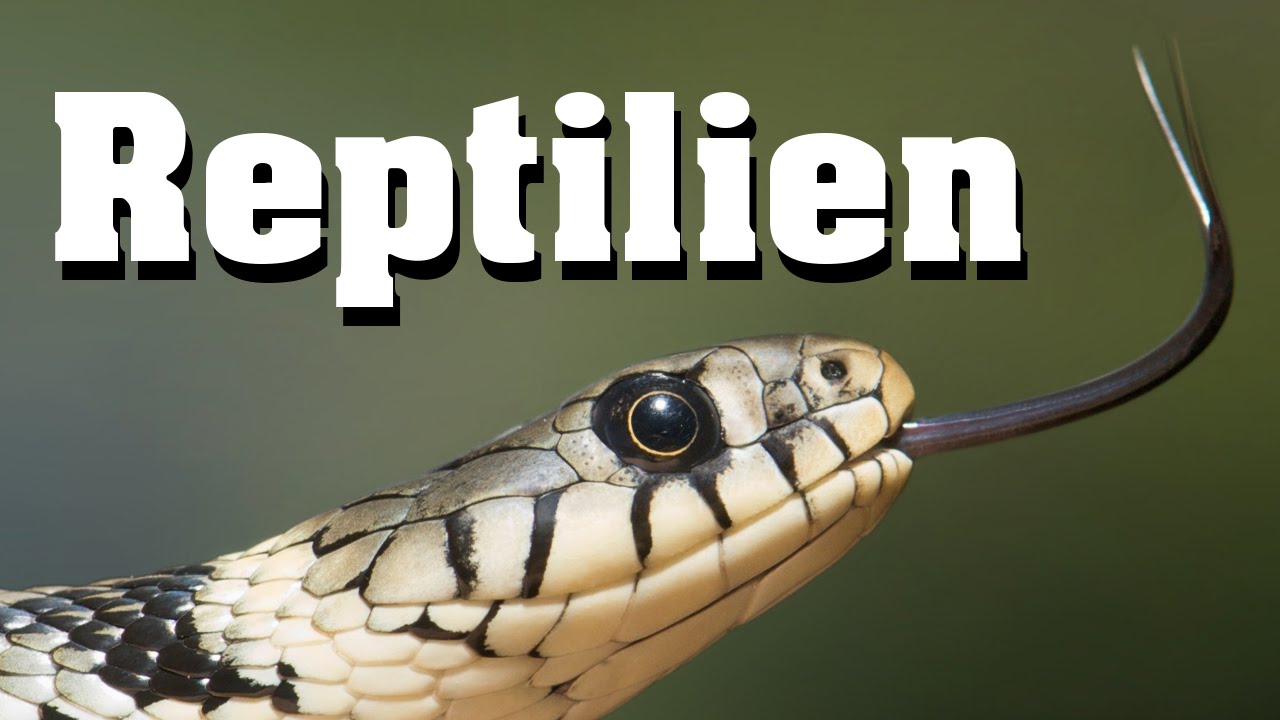 Reptilien - Biologie, Evolution und Artenkunde