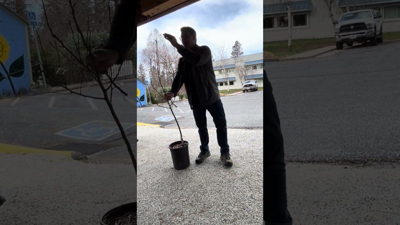 Fruit Tree Pruning Workshop Part One 2-7-2026 NC Master Gardeners NID