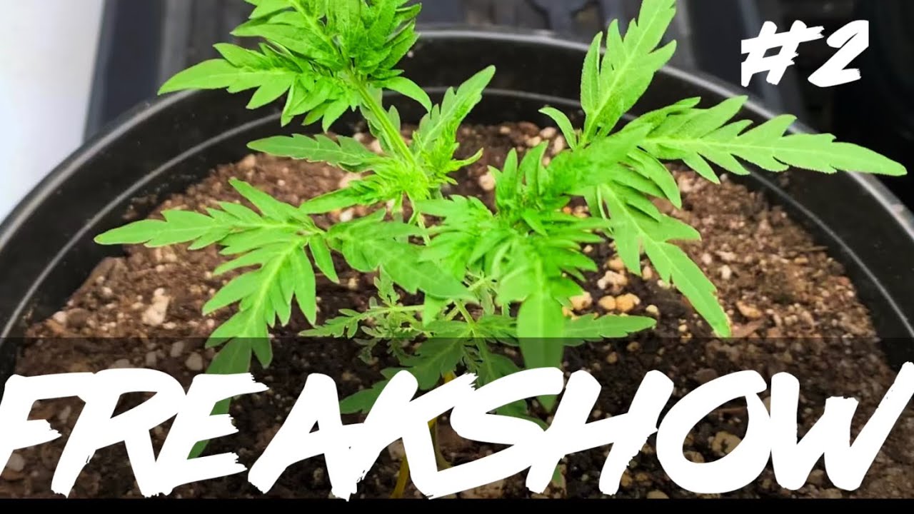 Matty Grows | The Work Grow | Freakshow | #2 | #Freakshow #Humboldtseedcompany