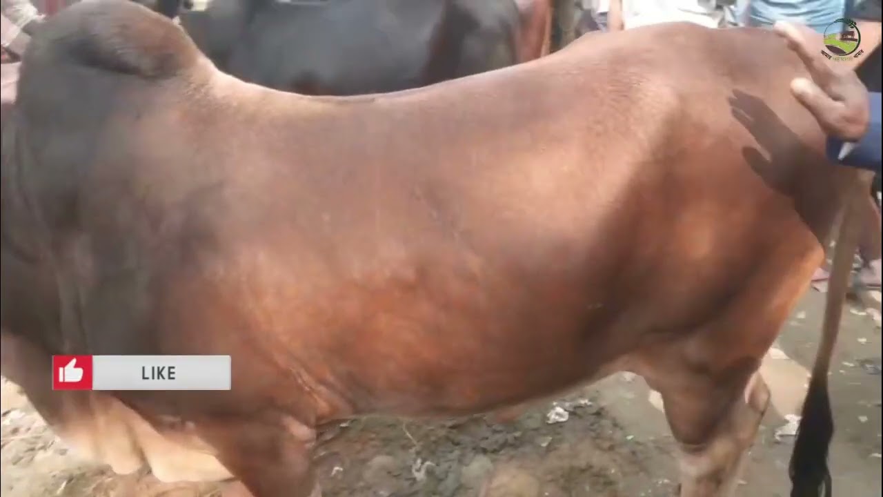 শাহীওয়াল গরু, ক্রসব্রিড গরু, গরুর হাঁট ও গরু বাজার।