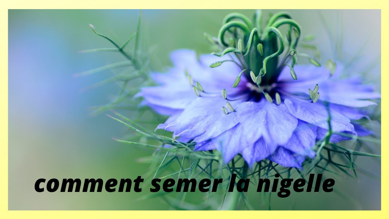 mi-février il est temps de semer la nigelle de Damas