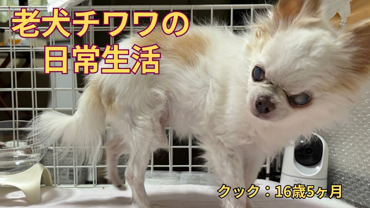老犬介護16歳のチワワの日常。普段の生活と模様替えしてみました。