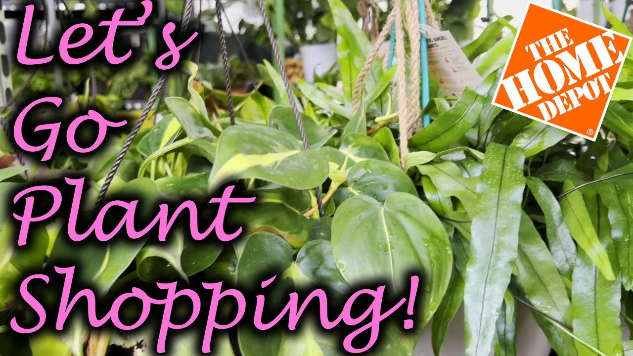 New Plants at Home Depot! | Katy, TX | Relaxing, Lofi Plant Shopping 🌱