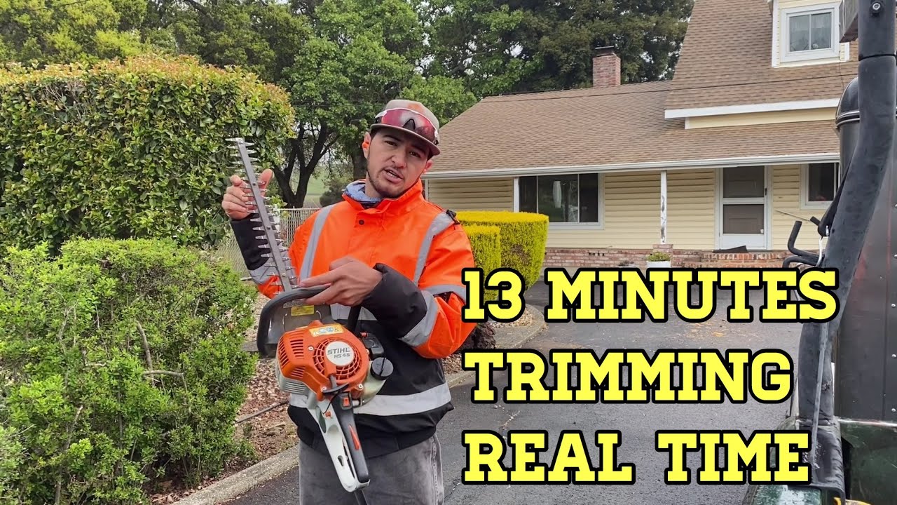Hedge Trimming Action [ Stihl HS 45 ]