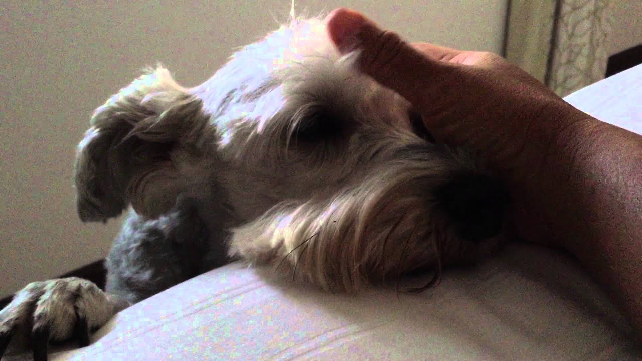 When Miniature schnauzer wake you up.
