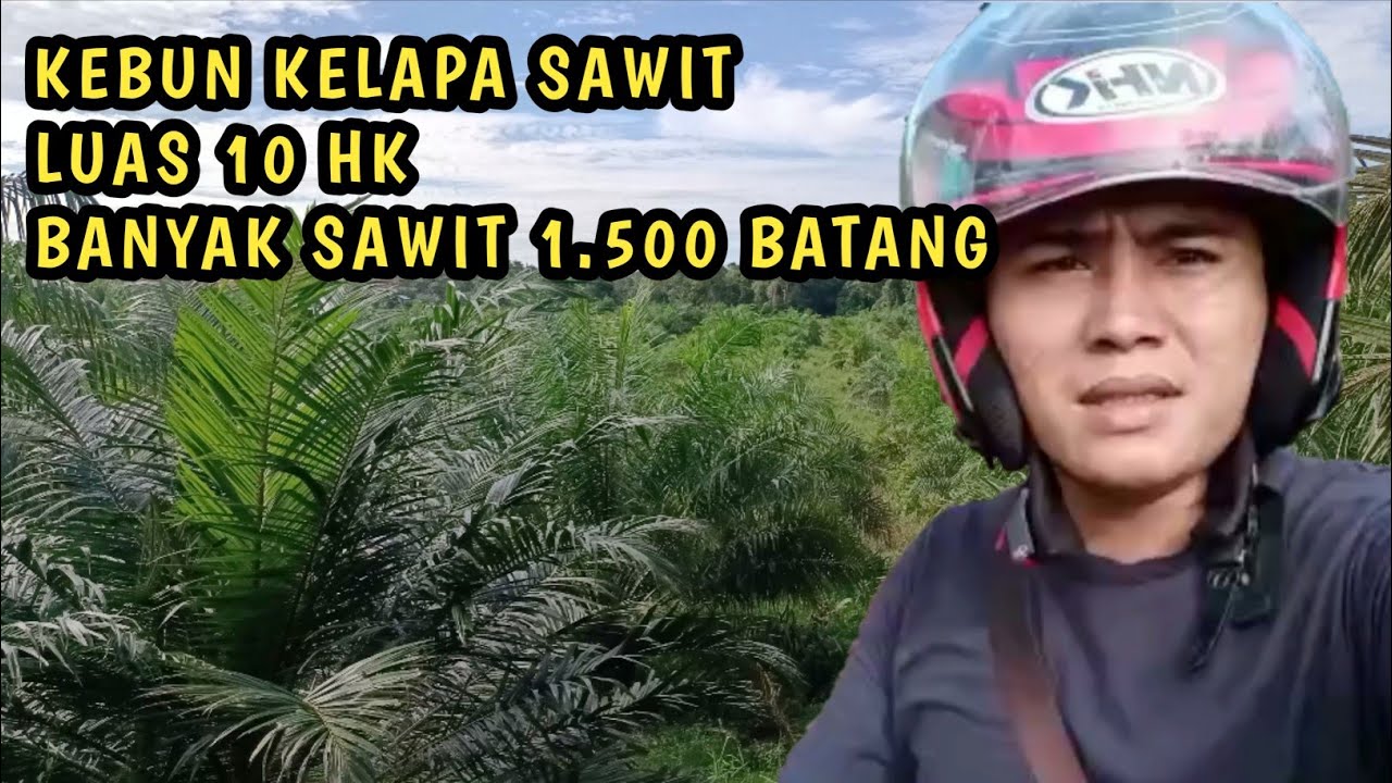 Jual cepat kebun sawit Sambas Kalimantan barat 10 HK