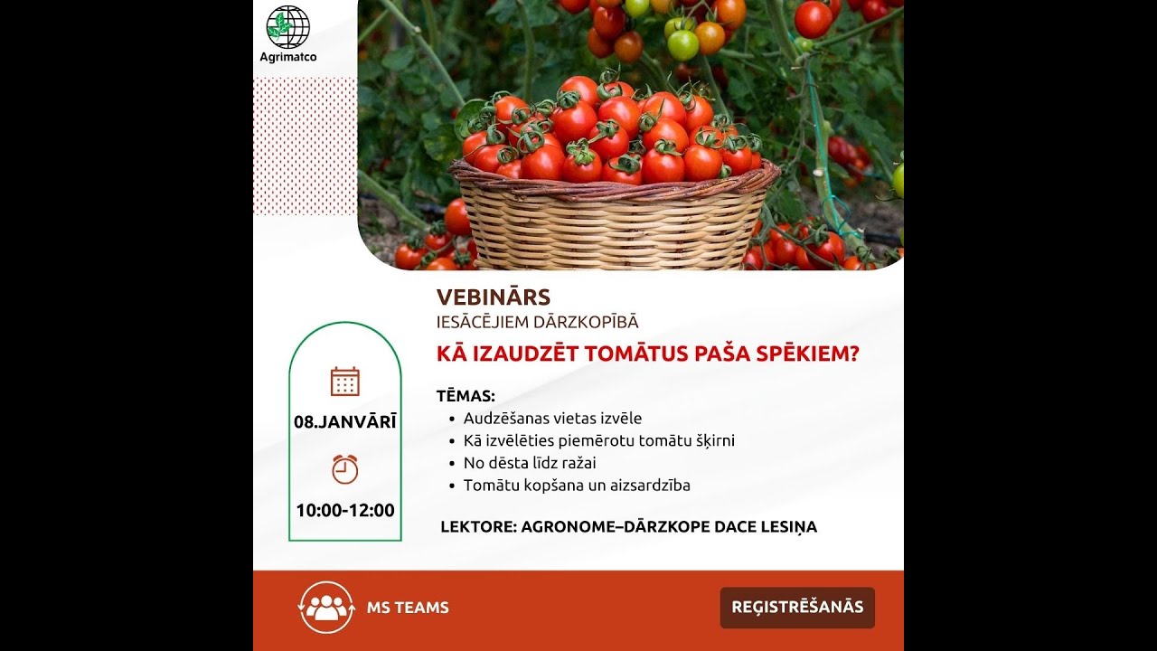Kā izaudzēt tomātus paša spēkiem?