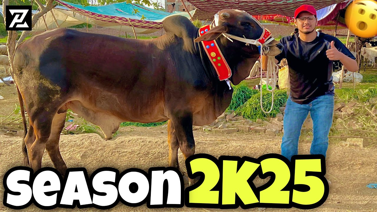 My Qurbani Season 2025 | Mandi Loot le bhai🫨| Taha Pirzada