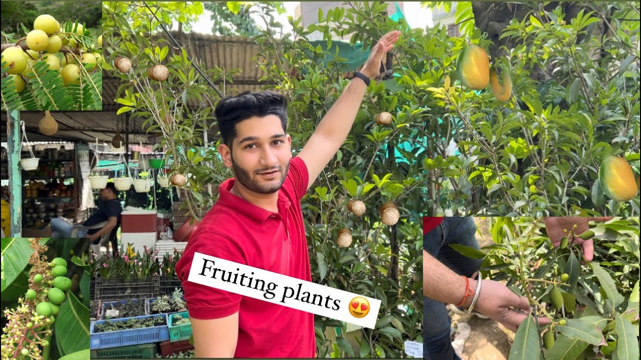 Best Fruiting Plants 😍🪴| Delhi | Saini Plant Home |