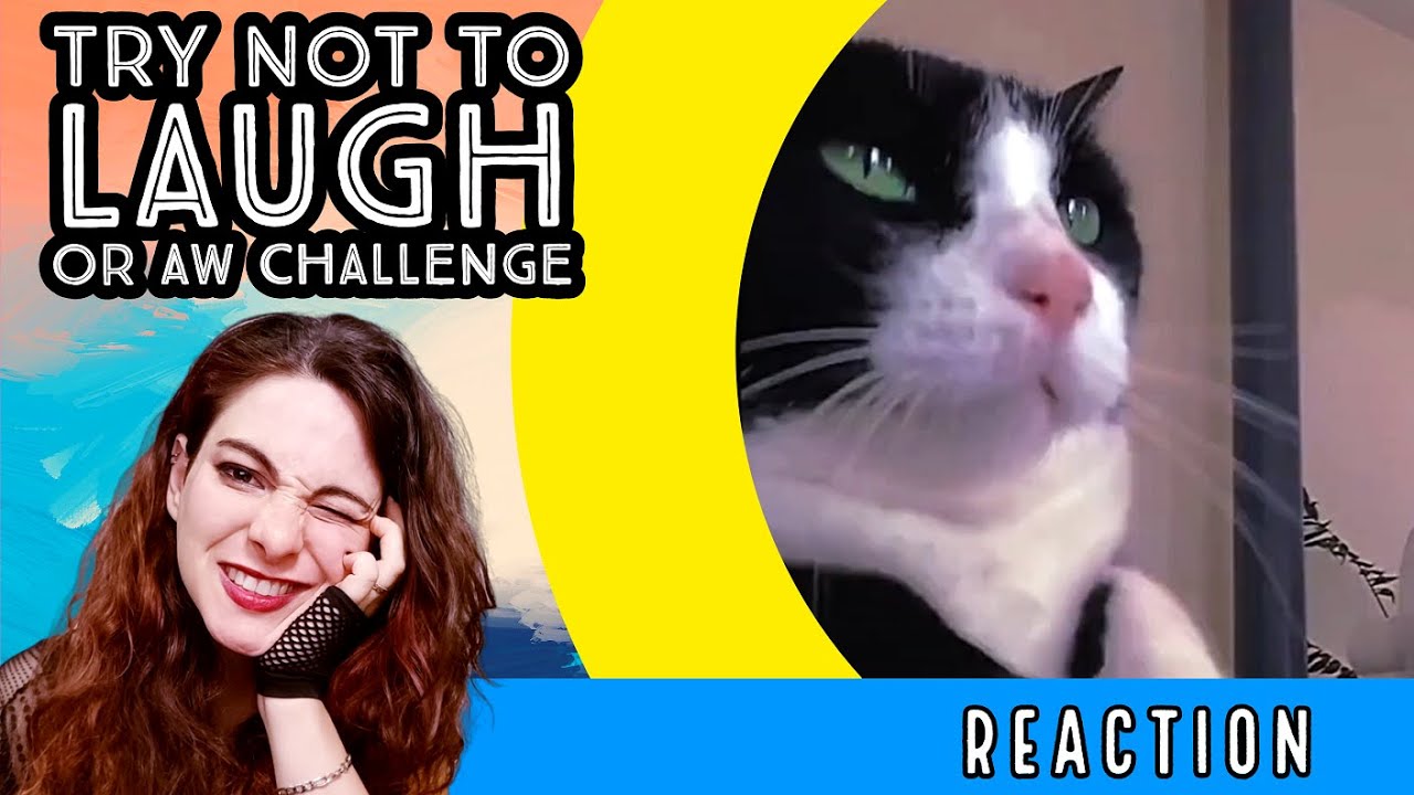 Try Not To Laugh Or Aw Challenge Made Just For Me! - Reaction!