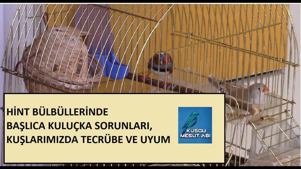 Hint Bülbüllerinde Başlıca Kuluçka Sorunları ve  Kuluçka Tecrübesi