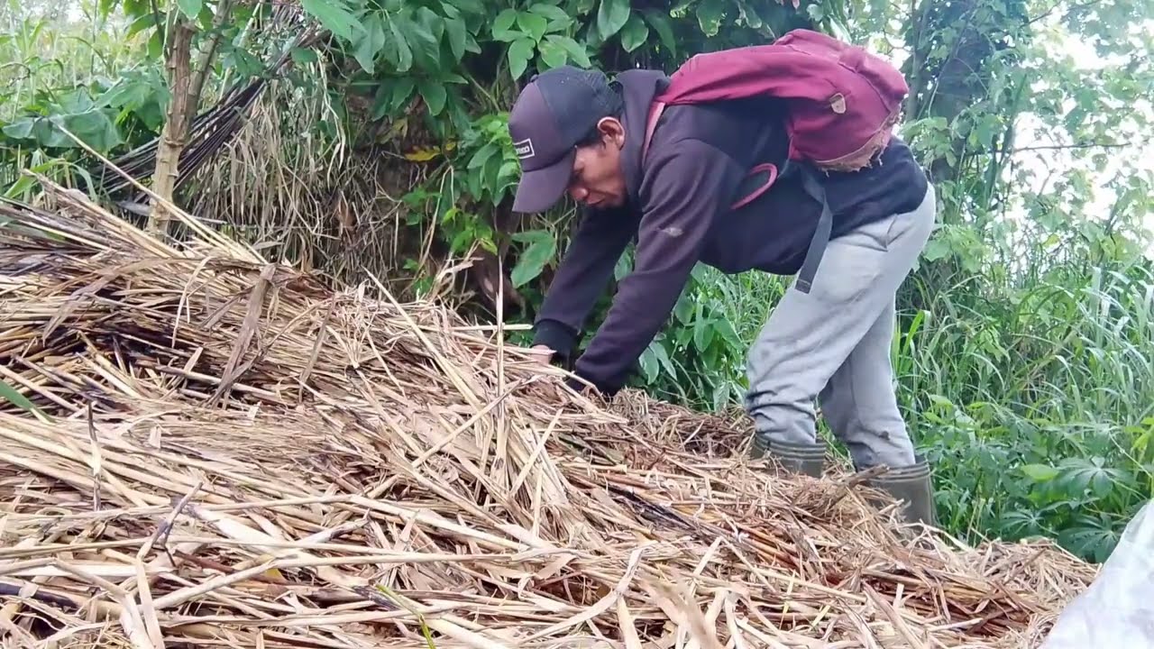 Menggali tanah untuk menemukan tanaman #petualangan #alamliar 