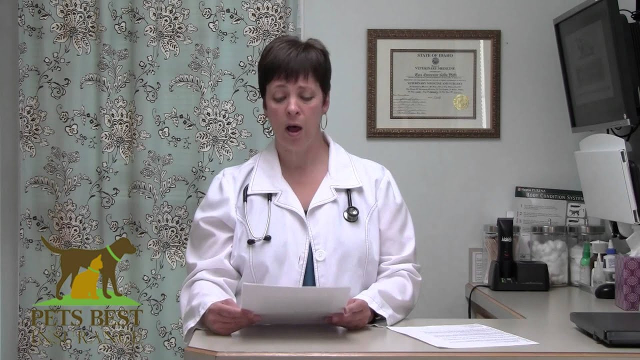 Surprising Cause of Cat Nose Crusties