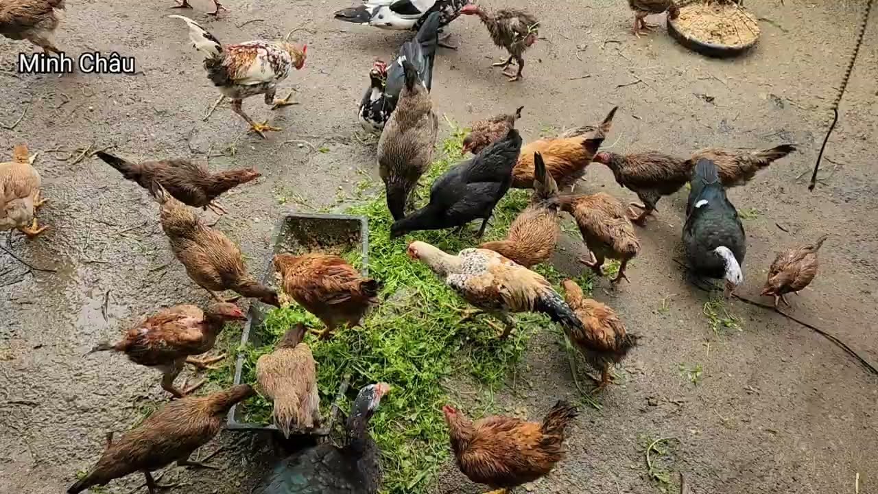 A Hard Working Day in My Rural Life | Simple Countryside Living