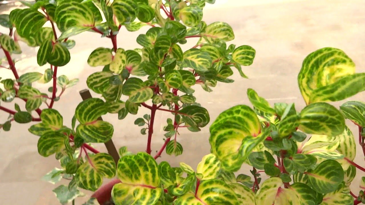 10 Perennial plants with beautiful foliage from my garden which will give color in Summers