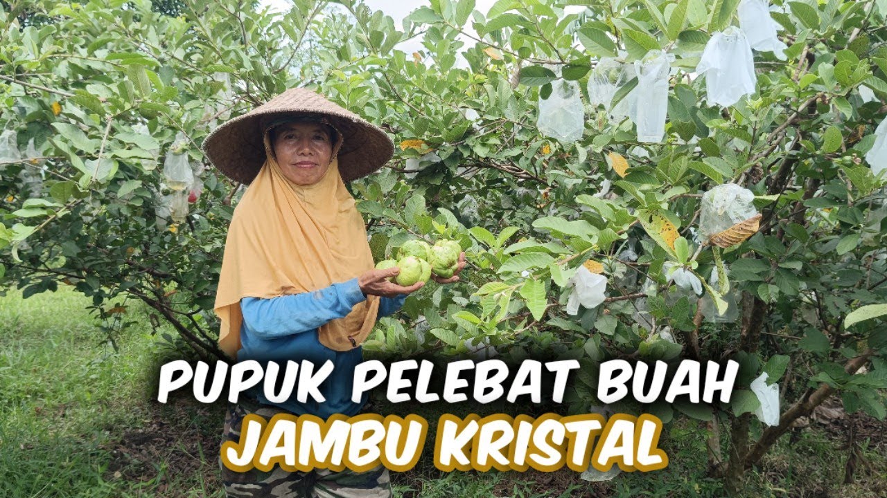 Pupuk Pelebat Buah Jambu Kristal‼️ Berbuah Banyak Cuan Banyak