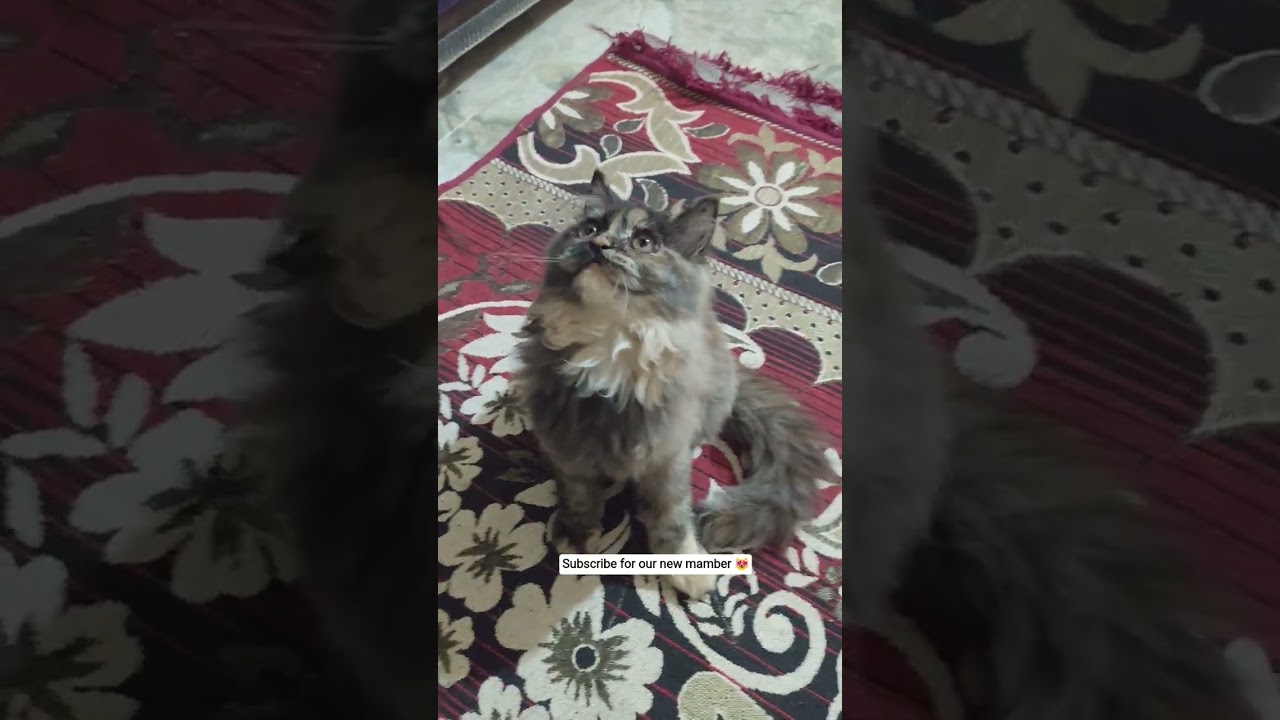 must watch 💯😻🎗️💕💞 