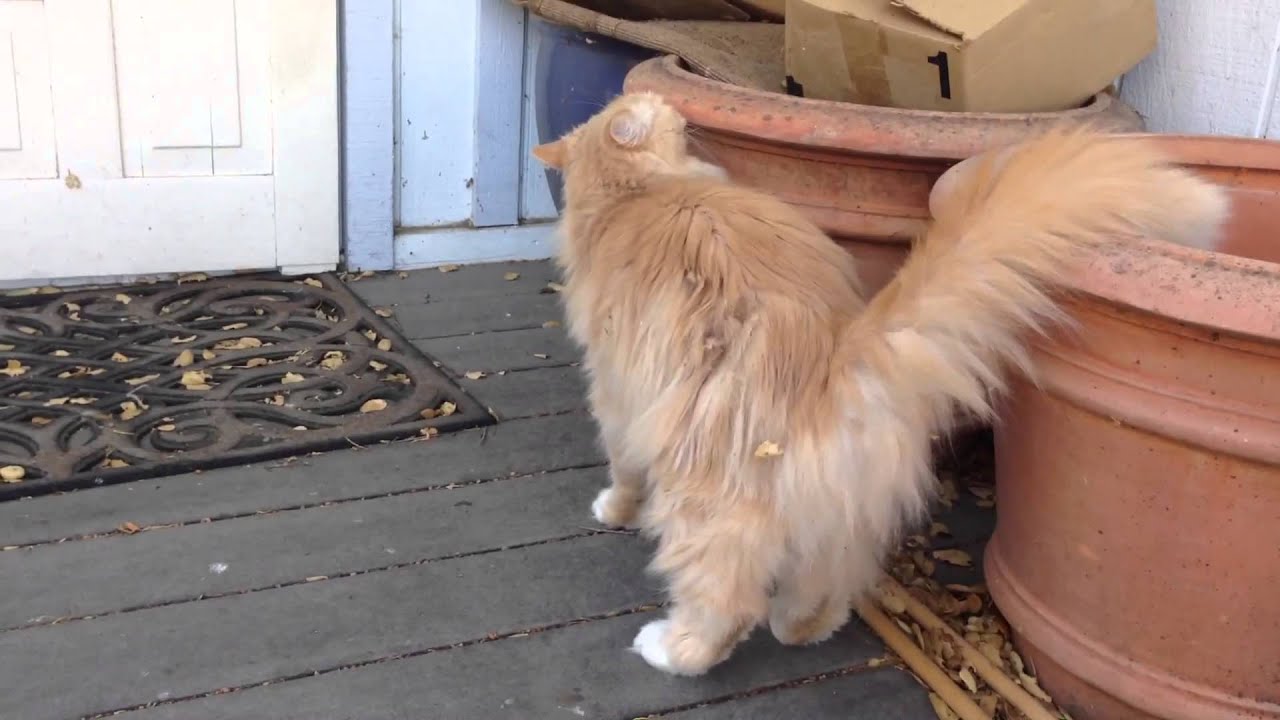 My Siberian Forest Cat Being Friendly