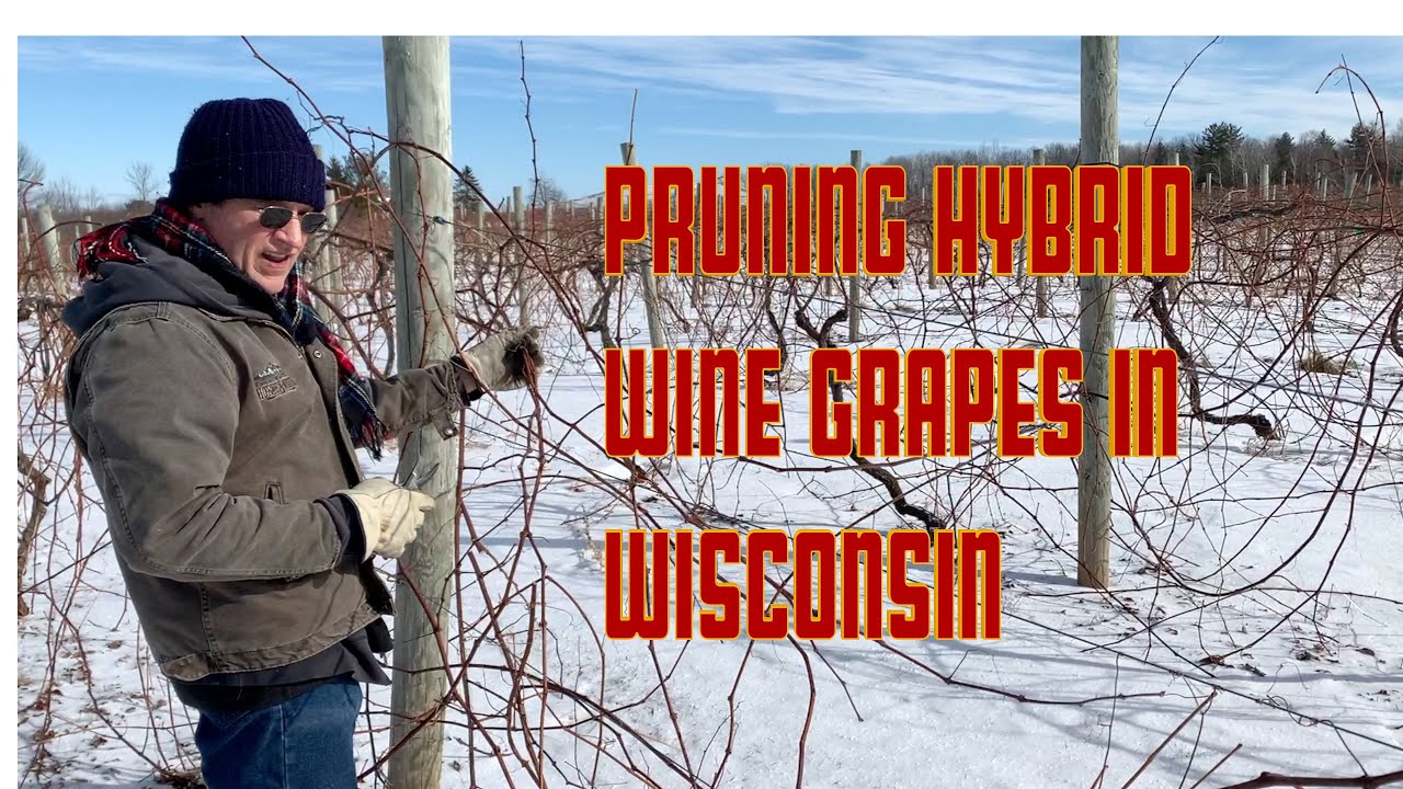 Pruning Wine Grapes in Wisconsin