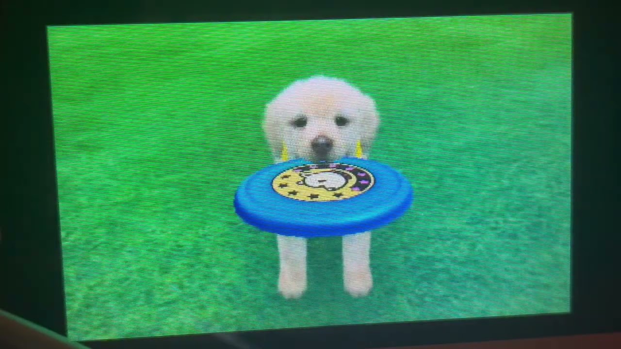 Nintendogs + Cats Golden Retriever Version Day 3 Part 1 (No Commentary) Play Through