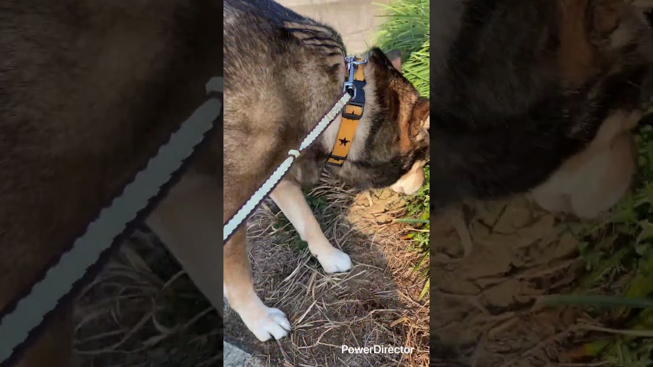 2026.3.12.ミックス中型犬ラッキー,