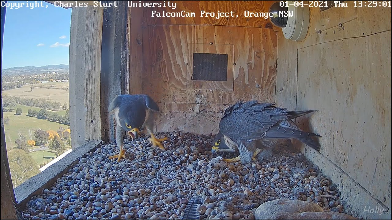 Deep Peregrine Conversation (2021.04.01) - Orange Australia Peregrines - FalconCam Project, CSU