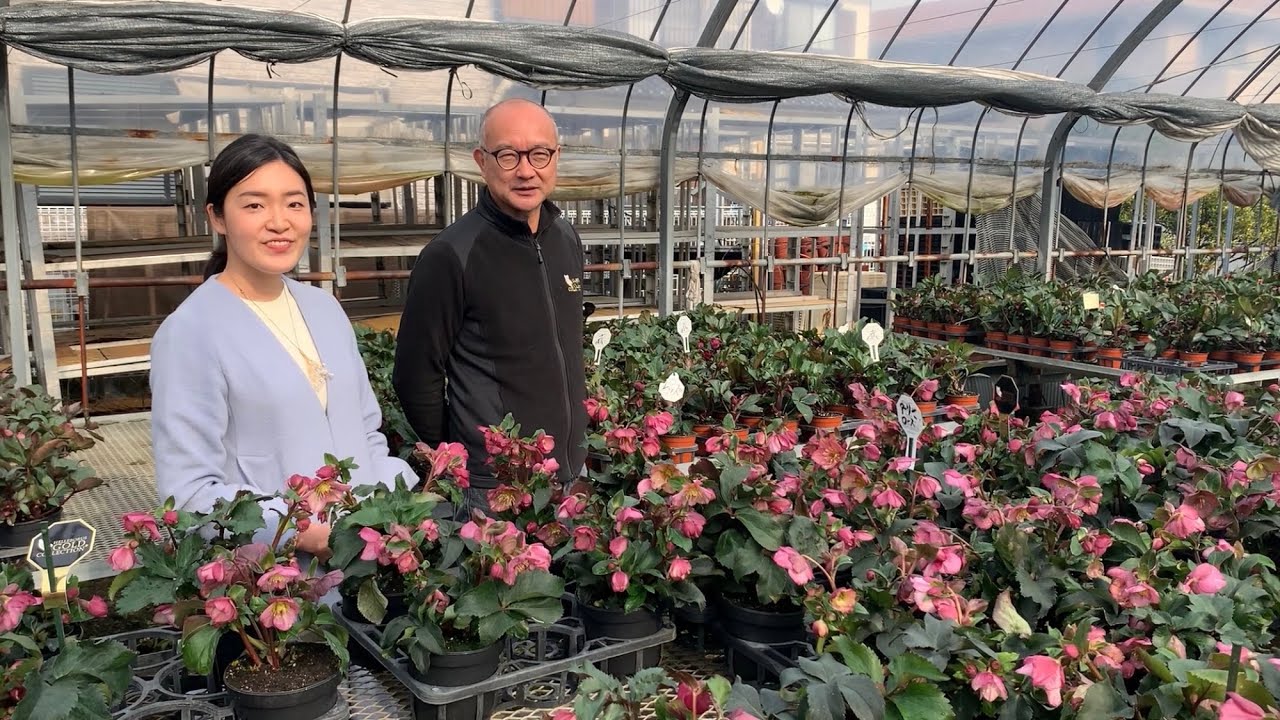 クリスマスローズ12月の育て方&童仙房ナーセリー農場見学！氷の薔薇&リアラ　最新品種のご紹介(後編)