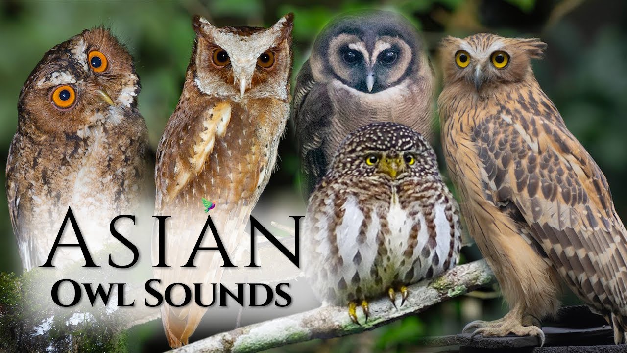 The Best Owl Sounds🦉- Meet 10 Owl Species from Asia🎶