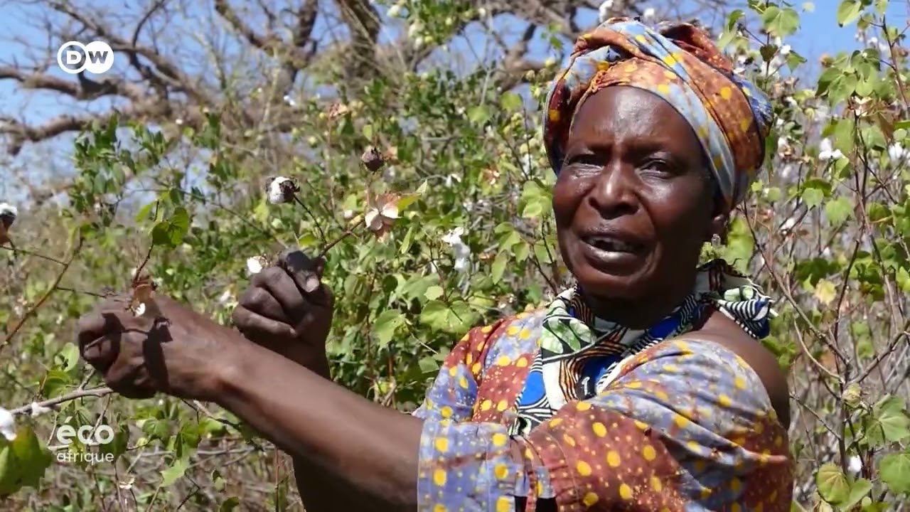 Eco Afrique / Sénégal : Une artiste sénégalaise redonne vie au coton indigène