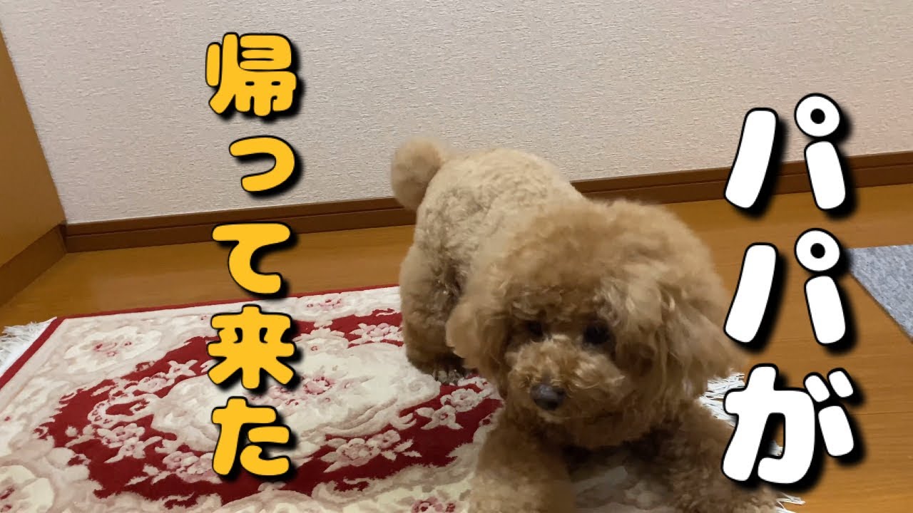 出張帰りのパパを待ち続けた結果そして帰宅した瞬間'...