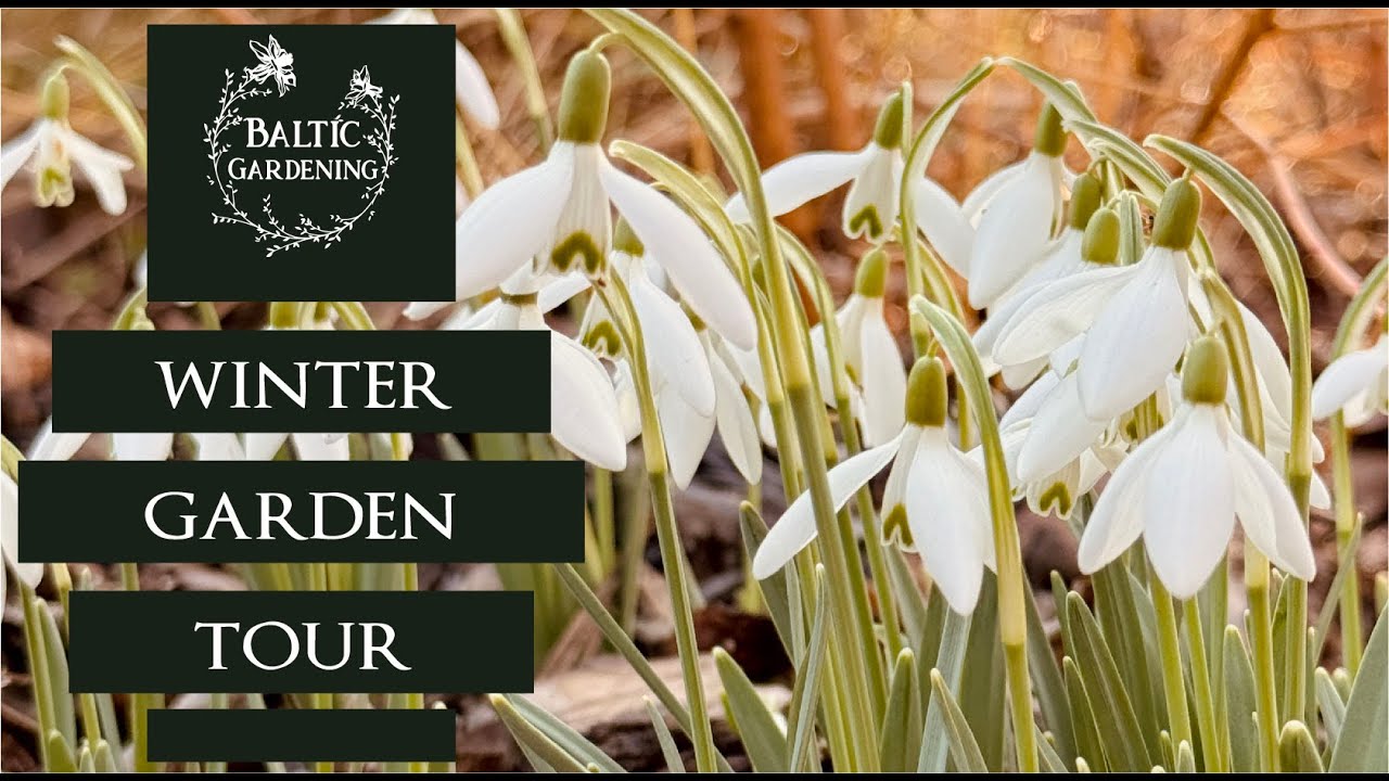 Late winter garden tour 🌷 Garden update 🌷 Garden ideas