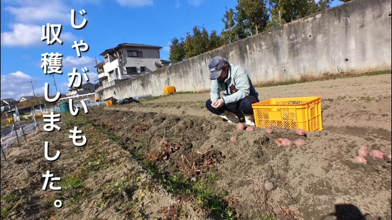 超遅いじゃがいも収穫  