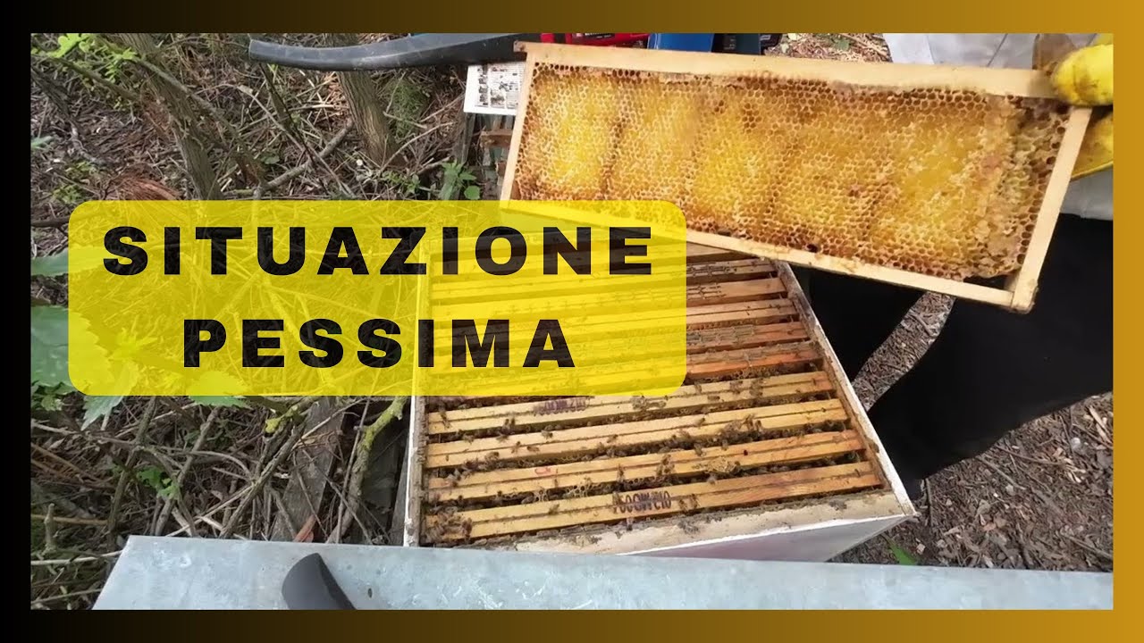 CONTROLLO in APIARIO e TRATTAMENTO ANTI VARROA senza BLOCCO di COVATA con SUBLIMATORE