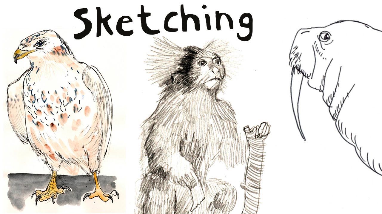 Sketchbook Session/Tour at Zoological Museum of Copenhagen