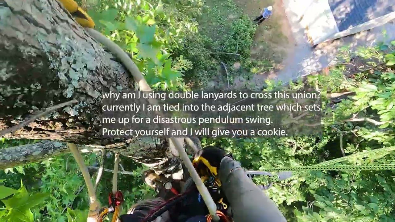 Don&rsquo;t burn yourself in pursuit of a paycheck #tree #climbing #shorts