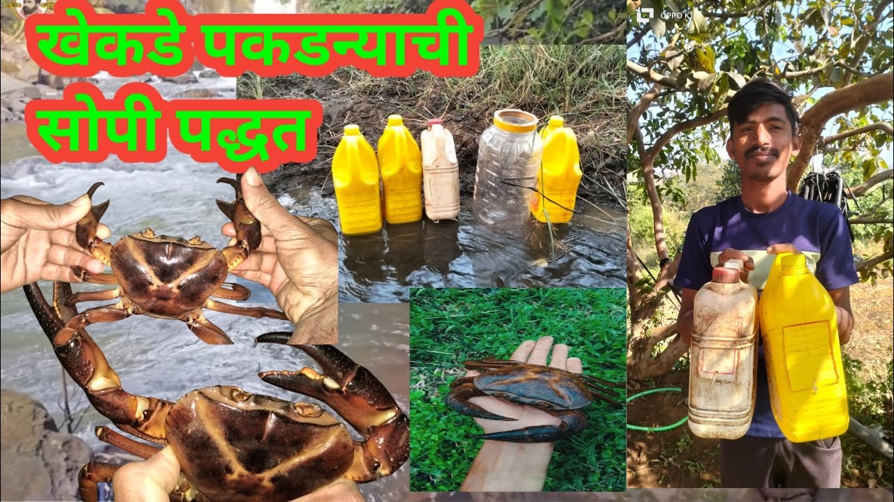 खेकडे पकडण्याची सोपी पद्धत..🦀 प्लेस्टिक चे ड्रम पासून  पिंजरे बनऊन पकडले खूप सारे खेकडे  crab video 
