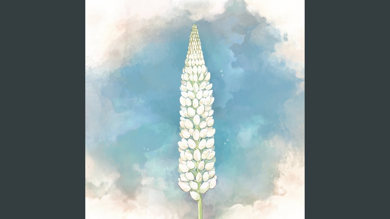 Lupinus