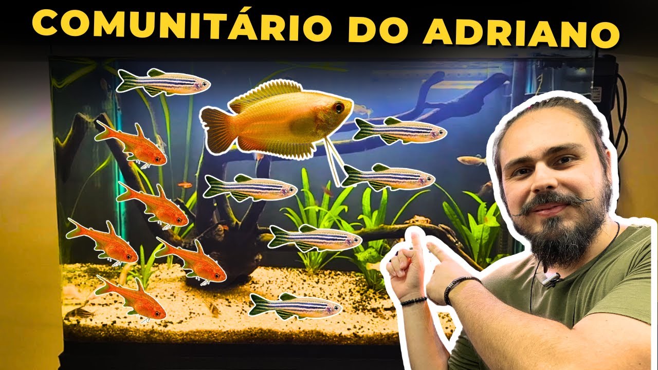 🔴O AQUÁRIO COMUNITÁRIO DO ADRIANO |Mr. Betta|