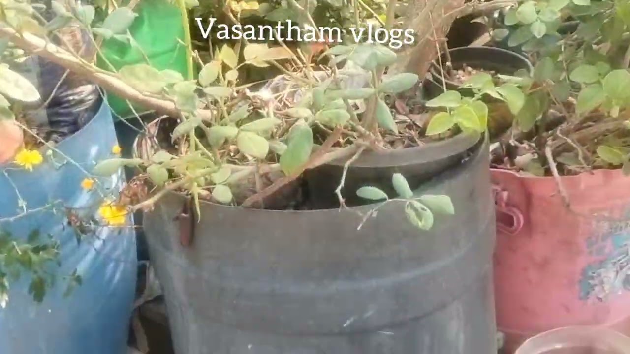 வாசனை கொண்ட நாட்டு முருங்கை |#