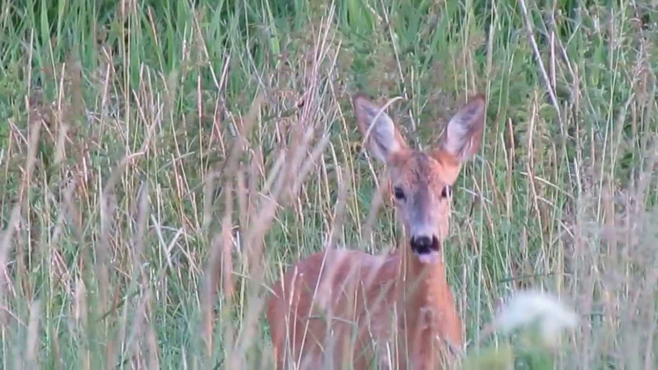 Sarenka szczeka. Sarna. Szczekanie saren na łące i w lesie.