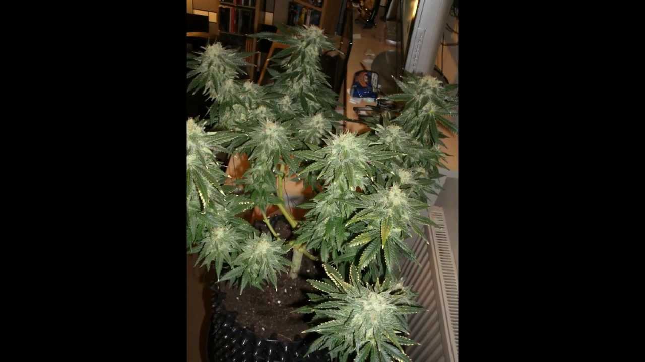few still of day 42 fruity chronic juice.