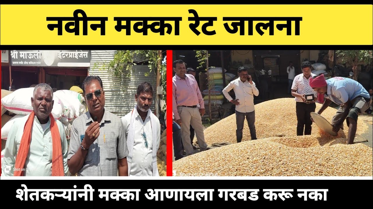 नवीन मक्का रेट जालना || शेतकऱ्याने मक्का आणायला गरबड करू नका