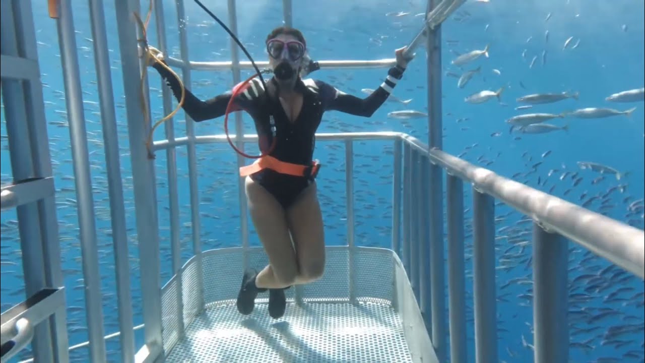 Woman Cage Dives with Great White Shark