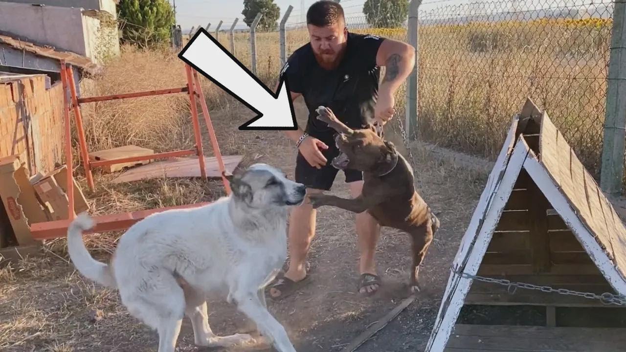 ¡Medusa luchó con Kehribar y fue difícil separarlos! Nuevo perro invitado llegó